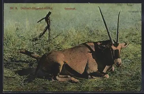 AK Deutsch-Südwest-Afrika, Gemsbock lagert im Gras