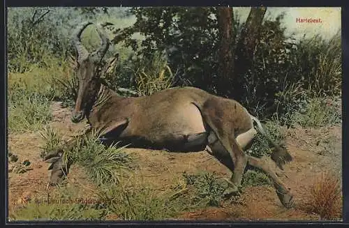 AK Deutsch-Südwest-Afrika, Kuhantilope liegt unter einem Baum