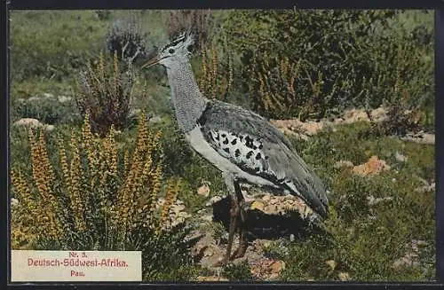 AK Deutsch-Südwest-Afrika, Pau in freier Wildbahn