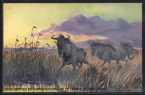 AK Gnus an der Tränke bei Sonnenaufgang