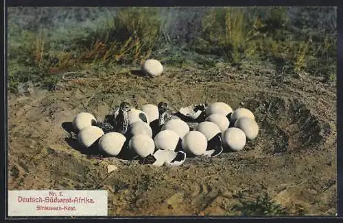 AK Deutsch-Südwest-Afrika, Nachwuchs in einem Straussennnest