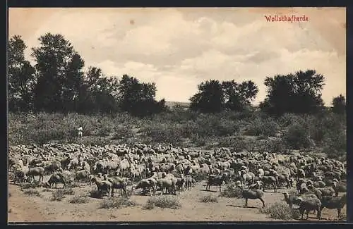 AK D.-S.-W.-Afrika, Wollschafherde und der Hirte