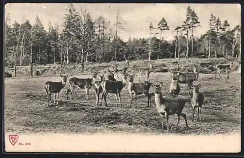 AK Rehe auf einem Feld am Waldrand