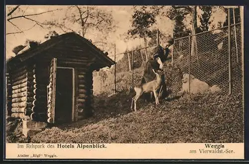 AK Weggis, Im Rehpark des Hotel Alpenblick