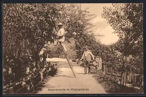 AK Zwei Männer bei der Kirschernte im Kirschenlande