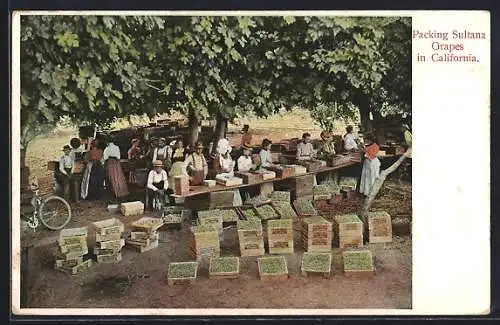 AK Packing Sultana Grapes in California