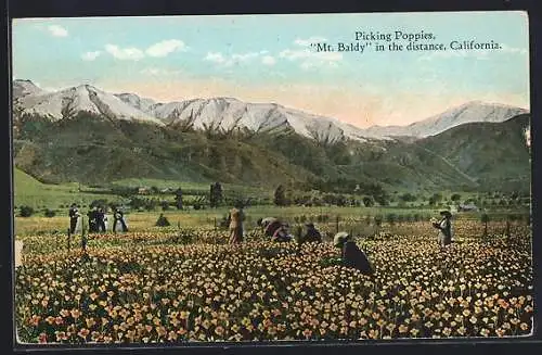 AK Picking Poppies, Mt. Baldy in the distance, California