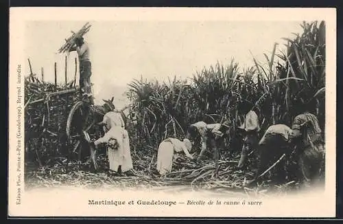 AK Martinique et Guadeloupe, Récolte de la canne à sucre