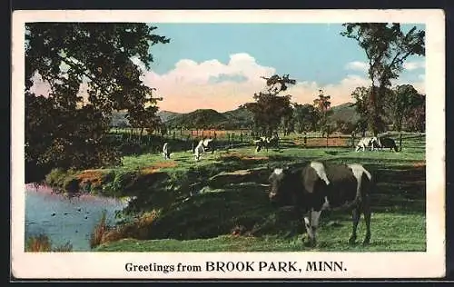 AK Brook Park, MN, grazing Cows on a Pasture