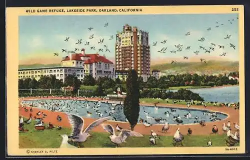 AK Oakland, CA, Seagulls at the Wild Game Refuge in Lakeside Park