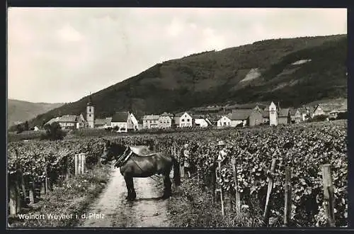 AK Weyher /Pfalz, Weinort, Blick vom Feld auf den Ort mit Bergen