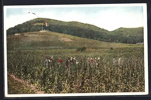 AK Vöslau, Weinlese, mit Turm und Bergpanorama