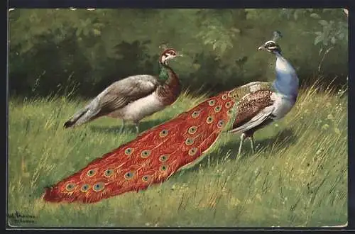 Künstler-AK Alfred Schönian: Pfau, Hahn und Henne