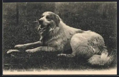 AK Chien de Montagne, Pyrenäenberghund