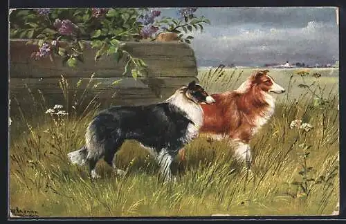 Künstler-AK Alfred Schönian: Brauner und schwarzer Collie auf der Wiese