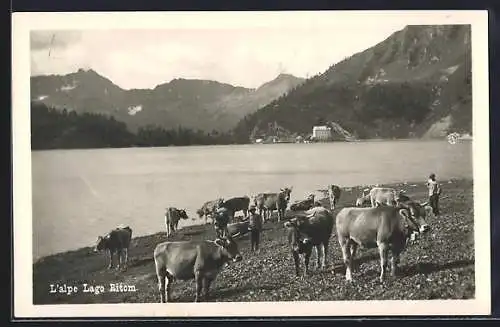 AK Piora, Alpe Lago Ritom, Rinder und Hirte am Wasser