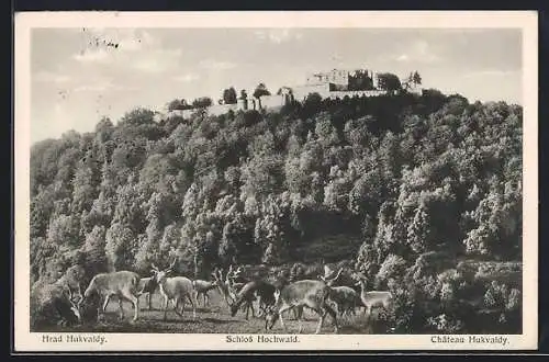 AK Schloss Hochwald, Schlossansicht mit Wild am Fusse des Schlossberges