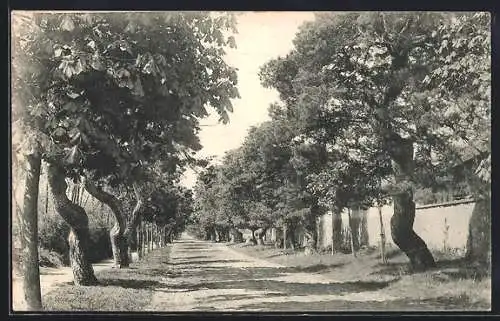 AK Darmstadt, Partie auf der Schepp-Allee