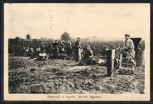 AK Neustadt / Haardt, Frauen bei der Weinlese