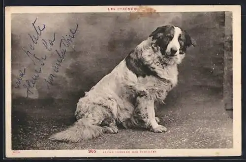 AK Munia, Jeune Chienne des Pyrénées, Pyrenäenberghund