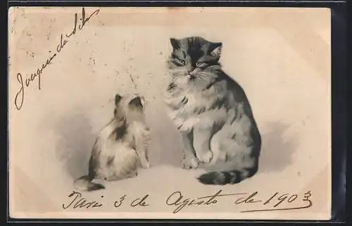 Lithographie Grosse und kleine Langhaarkatze