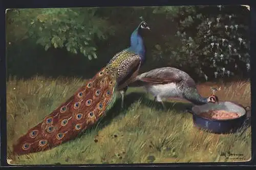 Künstler-AK Alfred Schönian: Pfau mit Henne