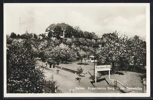 AK Guben, Gasthof Engelmanns Berg in der Baumblüte