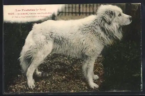 AK Bambou, Chien des Pyrénées, 1er Prix à Canine de Toulouse