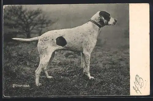 AK Jagdhund auf einer Wiese, Seitenportrait