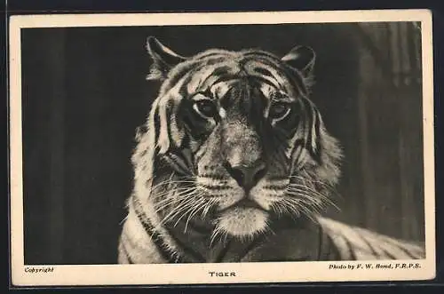 AK Tiger, Portrait