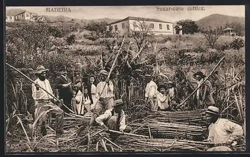 AK Madeira, Sugar-cane cutting