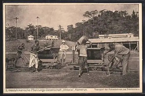 AK Kamerun, Pflanzungsgesellschaft Viktoria, Transport der Kakaobohnen zur Trockenhalle