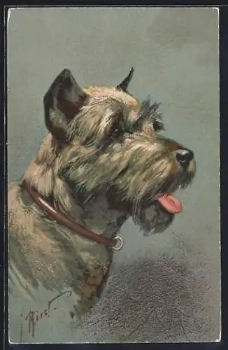 Künstler-AK Schnauzer mit Halsband