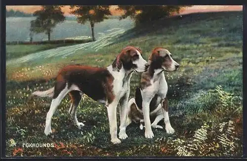 AK Foxhounds, Jagdhunde auf dem Feld