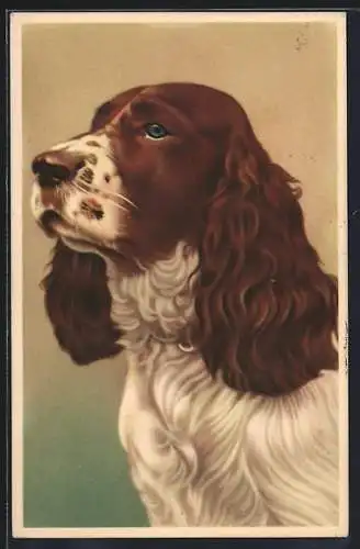 AK Portrait eines Spaniels mit herrischem Blick