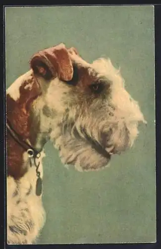 AK Braun-weiss gescheckter Fox-Terrier