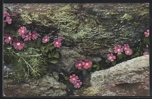 Künstler-AK Photochromie Nr. 529: Primula viscosa