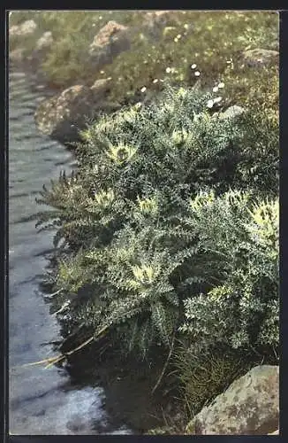 Künstler-AK Photochromie Nr. 503: Cirisum spinosissimum