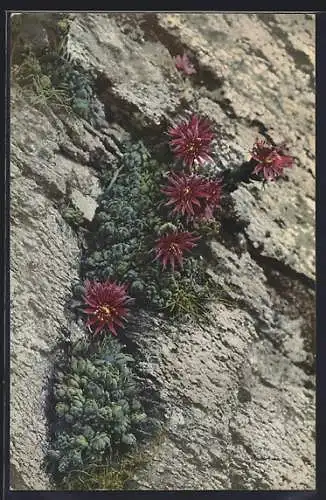 Künstler-AK Photochromie Nr. 521: Funcks-Hauswurz, Sempervivum Funkii