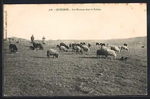 AK Quiberon, Les Moutons dans la Falaise