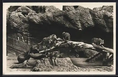 AK Hamburg-Stellingen, Offene Löwenschlucht in Carl Hagenbecks Tierpark