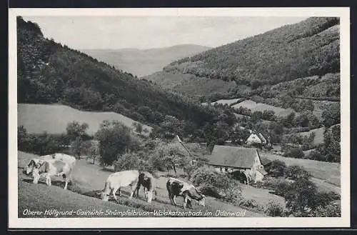 AK Waldkatzenbach im Odenwald, Oberer Höllgrund-Gaimühl mit Kühen