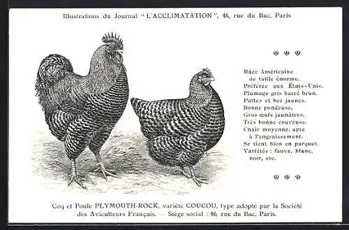 Künstler-AK Coq et Poule Plymouth-Rock