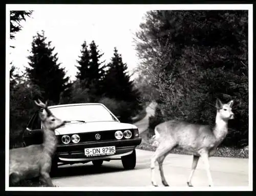 Fotografie Auto Volkswagen VW Scirocco, PKW hat Rehe aufgeschreckt