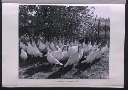 2 Fotoalben mit 68 Fotografien, Ansicht Missouri / MO, Staatsfotograf Gerald R. Massie (1911-1989) state photographer