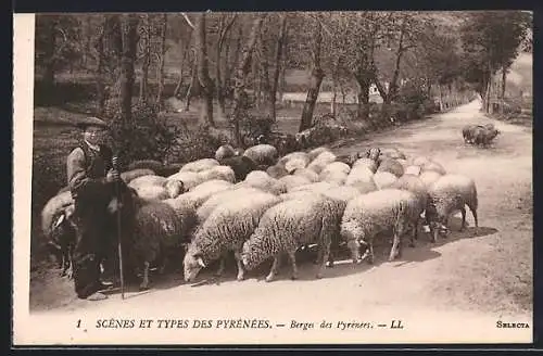 AK Berger des Pyrénées, Schäfer mit Schafen