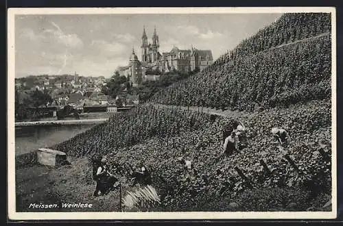 AK Meissen, Weinlese vor dem Hintergrund der Stadt, mit Dom