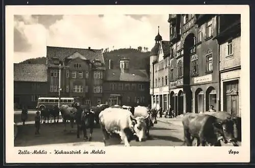 AK Zella-Mehlis, Kuhaustrieb auf der Strasse