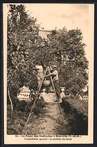 AK Réalville, L`exploitation agricole : la cueillette des fruits