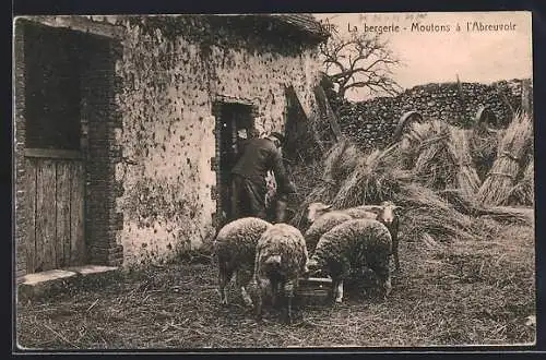 AK La bergerie, Moutons à l`Abreuvoir